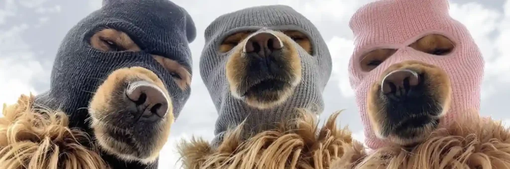 SKI MASK DOG